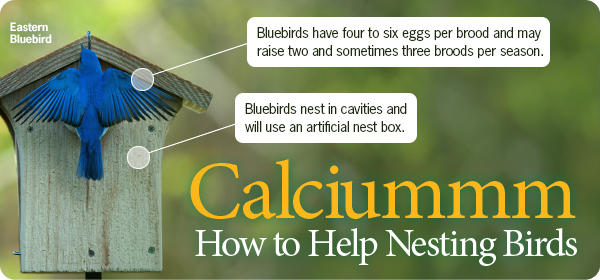 Calcium for Nesting Birds