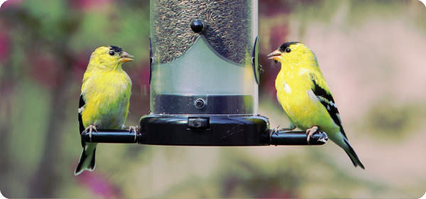 American Goldfinches